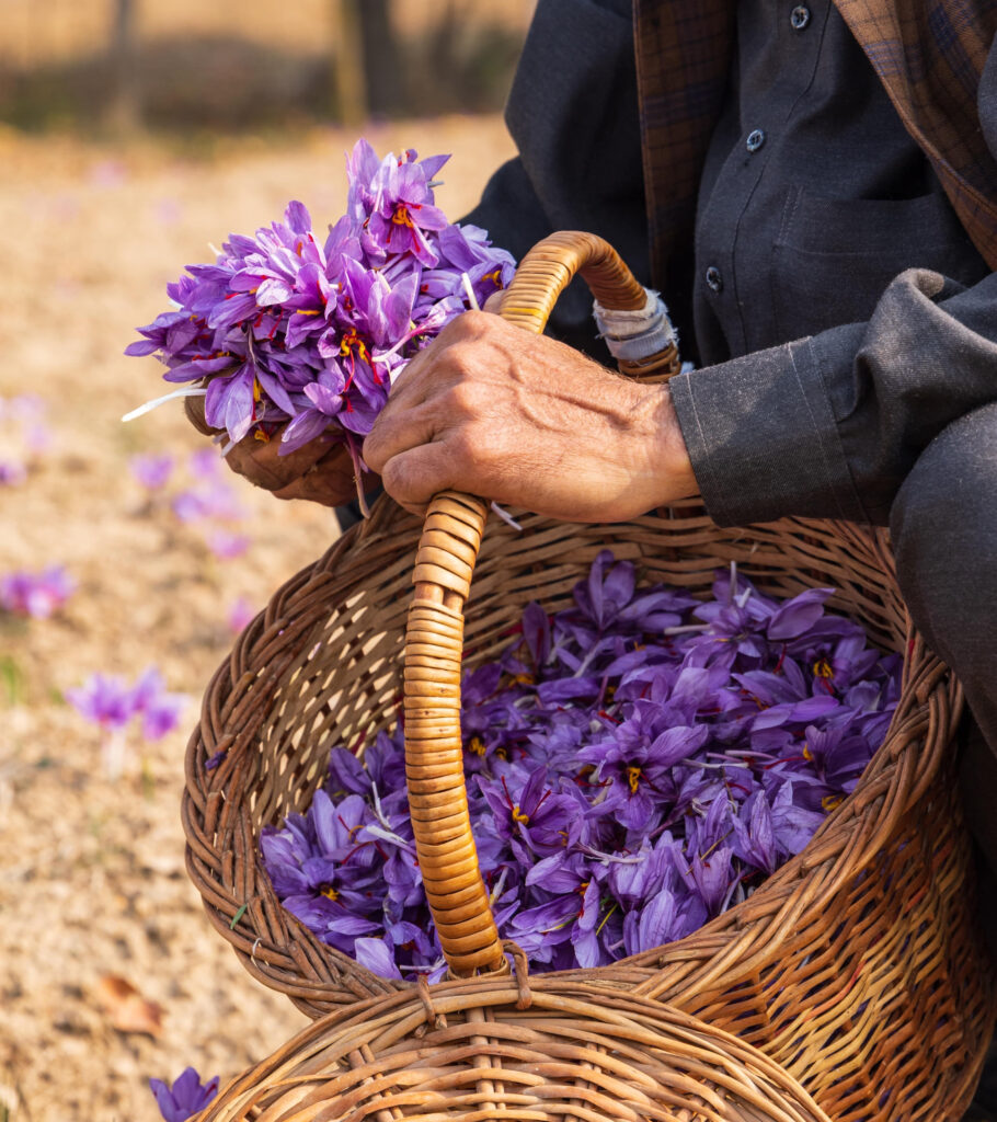 The vibrant colors of Kashmir's saffron harvest